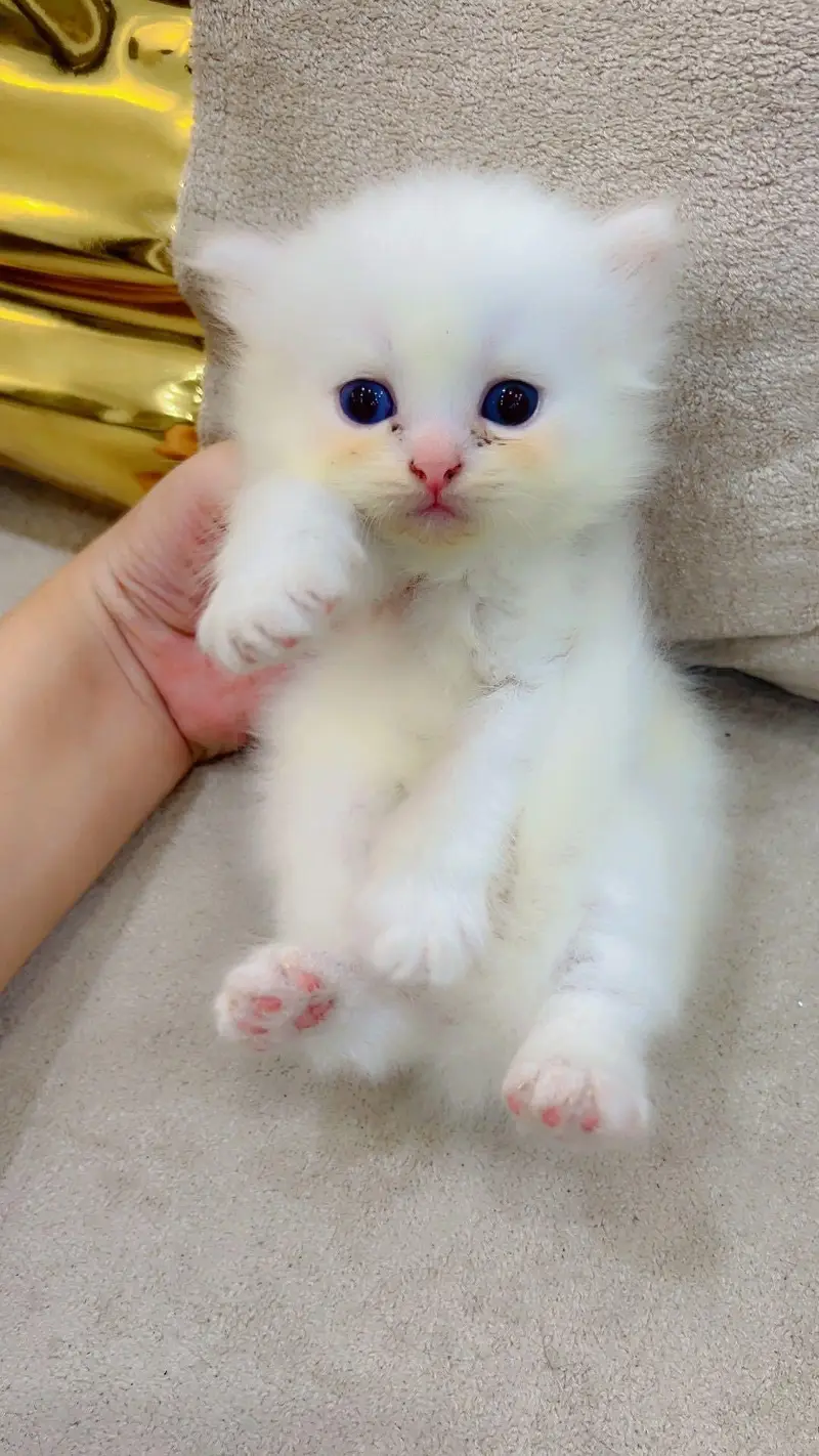 pure Persian beautiful kittens age 25 day 3 gray kittens and One white — photo 5
