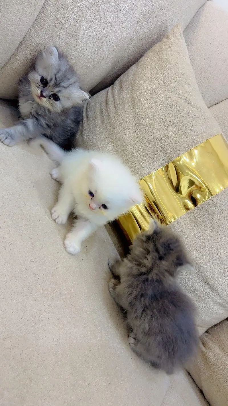 pure Persian beautiful kittens age 25 day 3 gray kittens and One white — photo 6