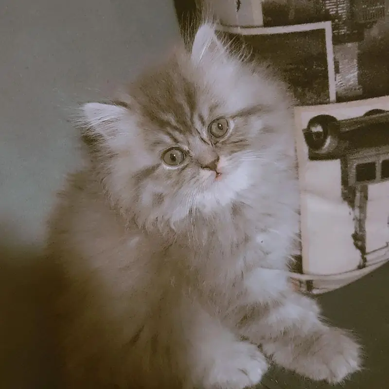 pure Persian beautiful kittens age 25 day 3 gray kittens and One white — photo 7