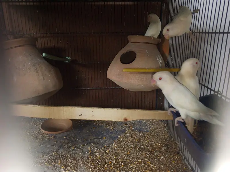 Lovebirds 12 breeder pairs — photo 2
