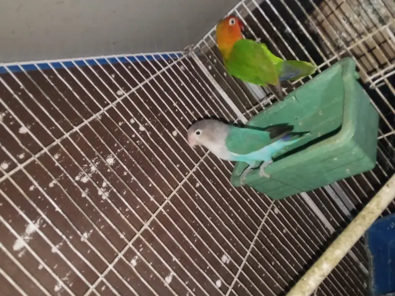 Lovebirds 12 breeder pairs — photo 3