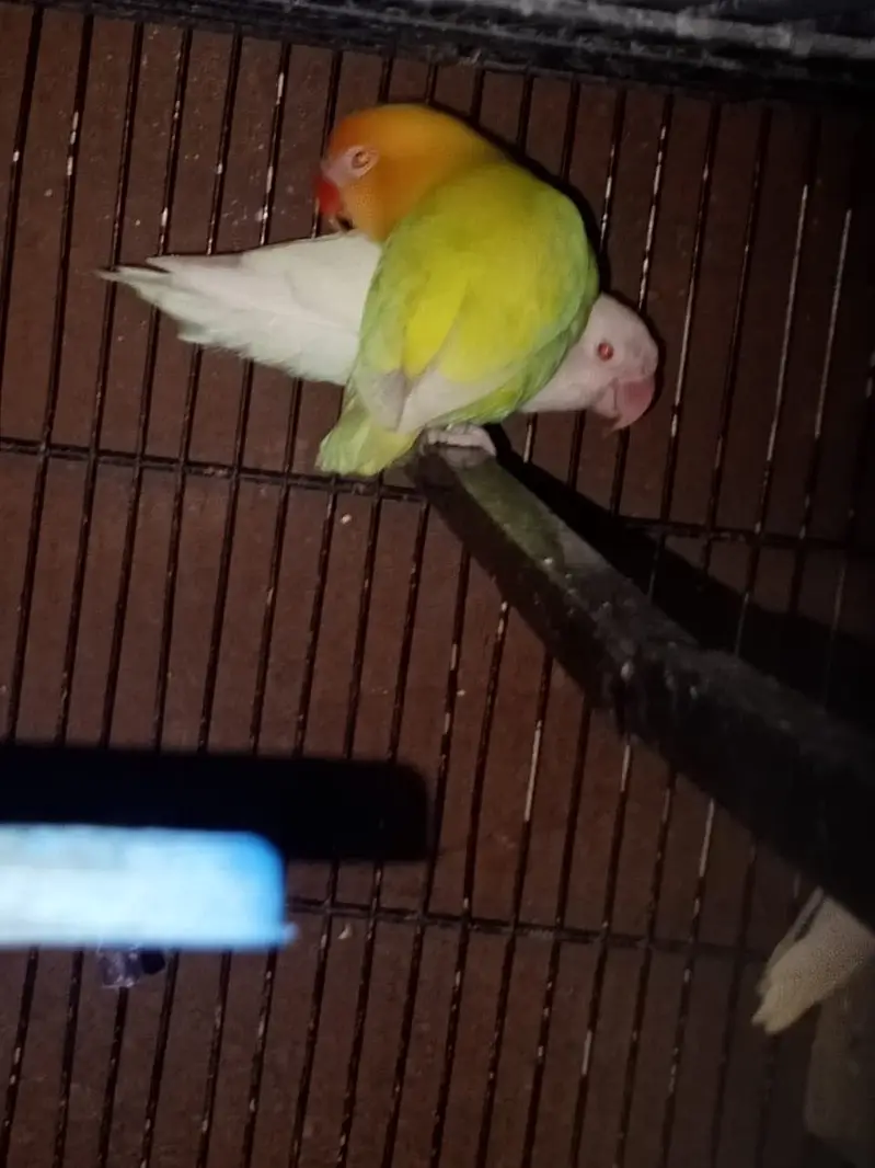 Lovebirds 12 breeder pairs — photo 4