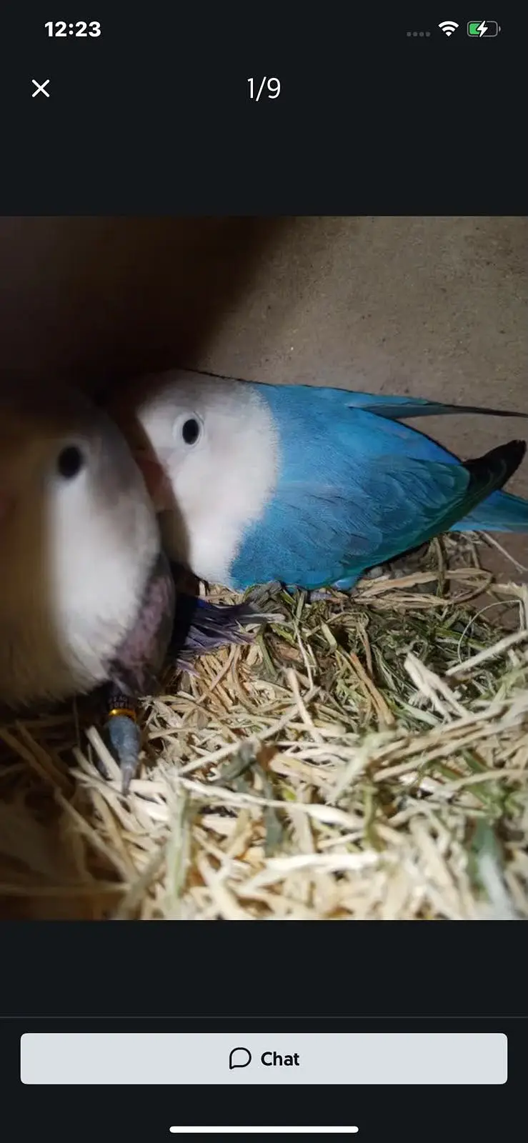Lovebirds 12 breeder pairs — photo 5