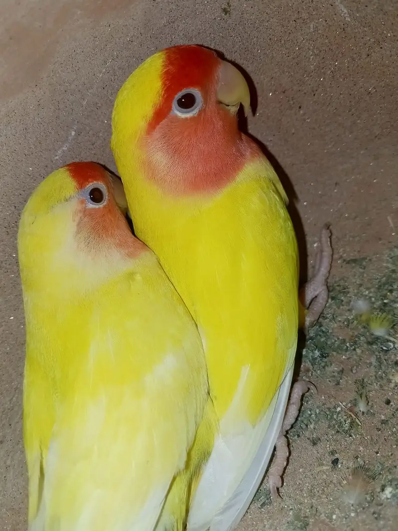 Lovebirds 12 breeder pairs — photo 6