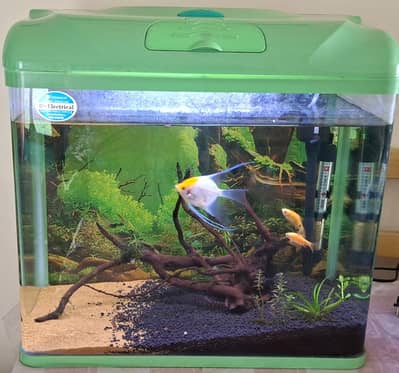 Aquarium imported