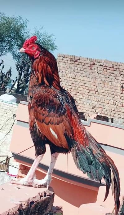 highe quailty birds