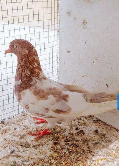 lakhi femal for sale