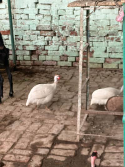 Chakor,guinea fowl for sale