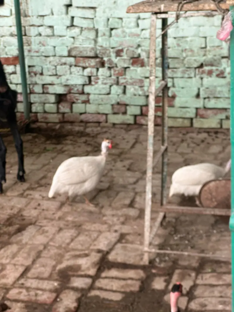 Chakor,guinea fowl for sale