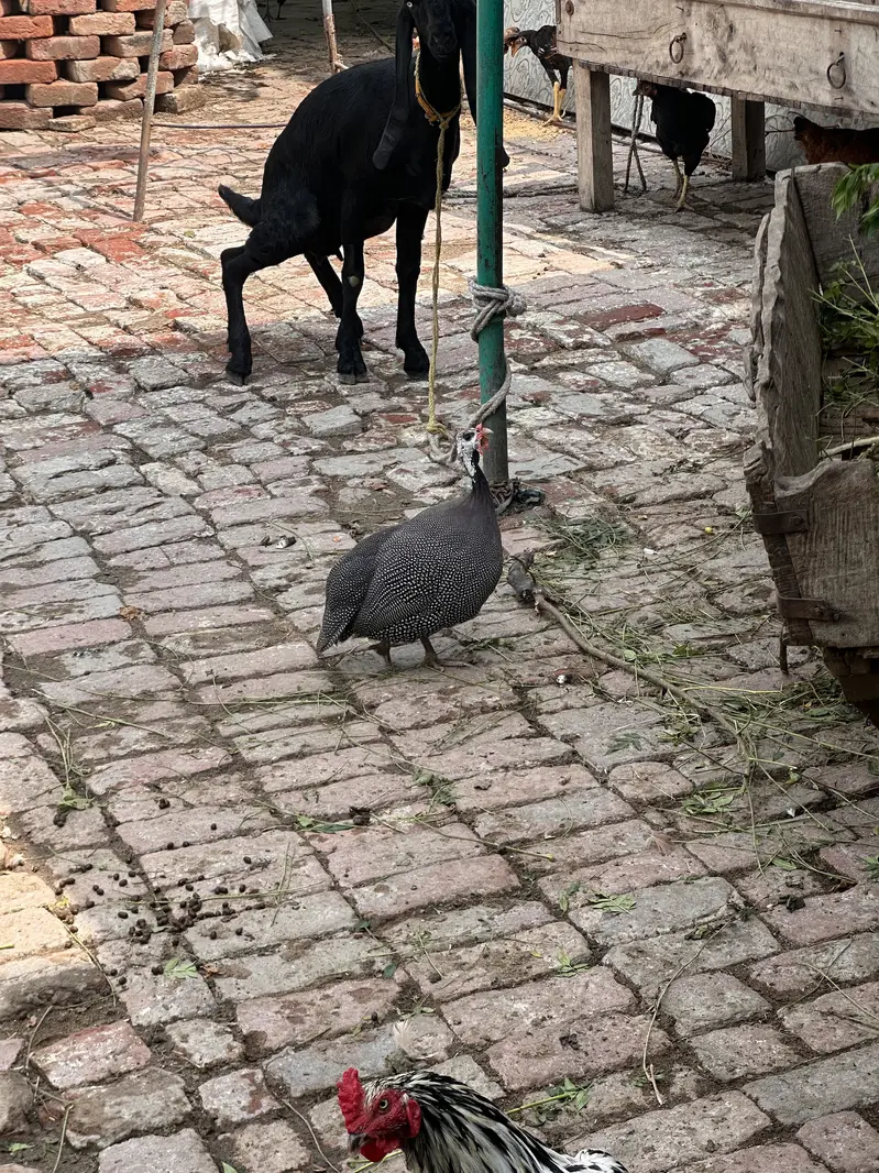 Chakor,guinea fowl for sale — photo 2