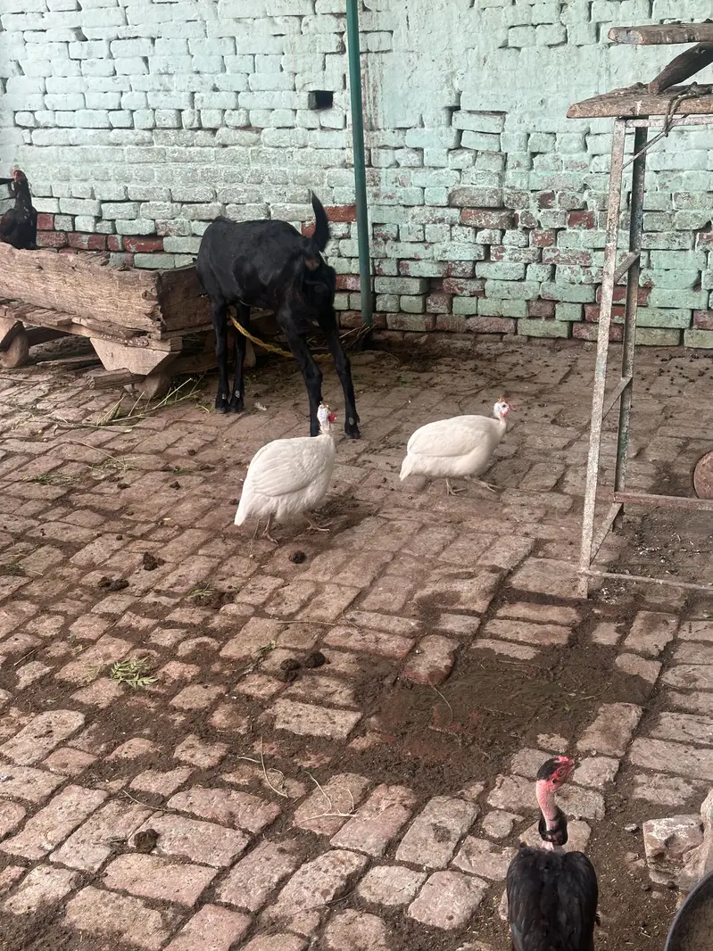 Chakor,guinea fowl for sale — photo 3