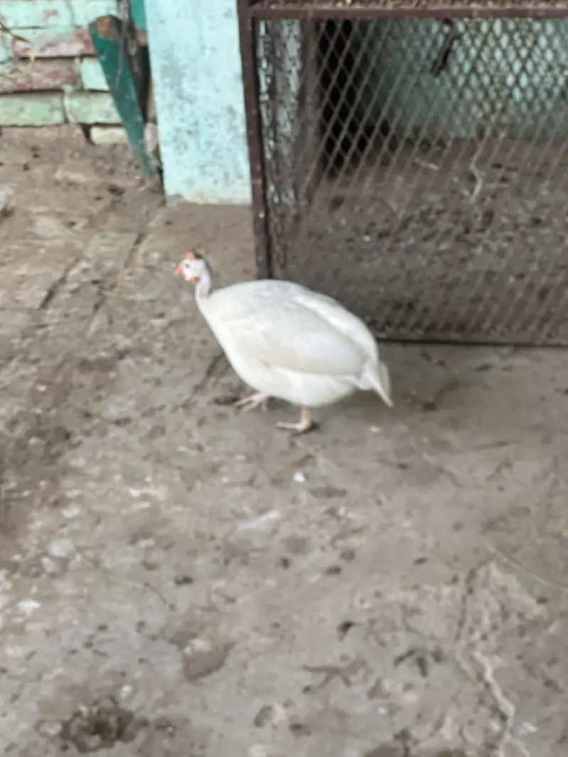 Chakor,guinea fowl for sale — photo 4