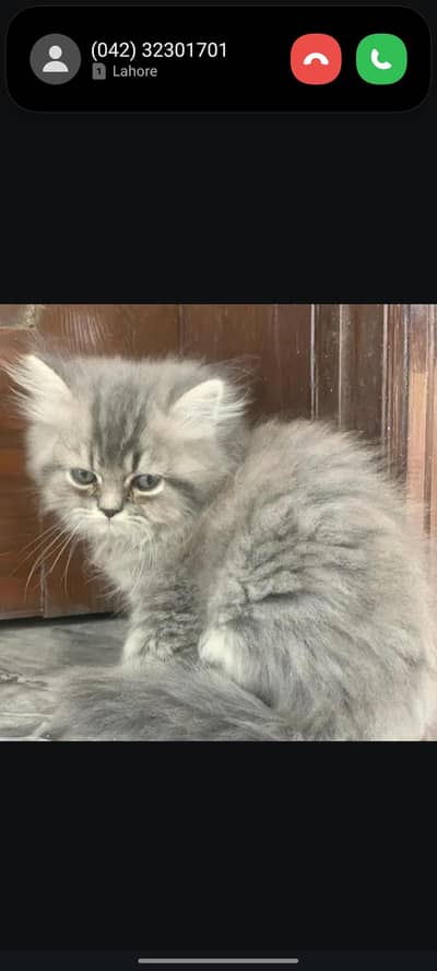 pure Persian beautiful kittens age 25 day 3 gray kittens and One white