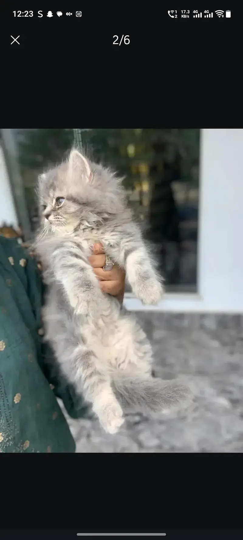 pure Persian beautiful kittens age 25 day 3 gray kittens and One white — photo 2