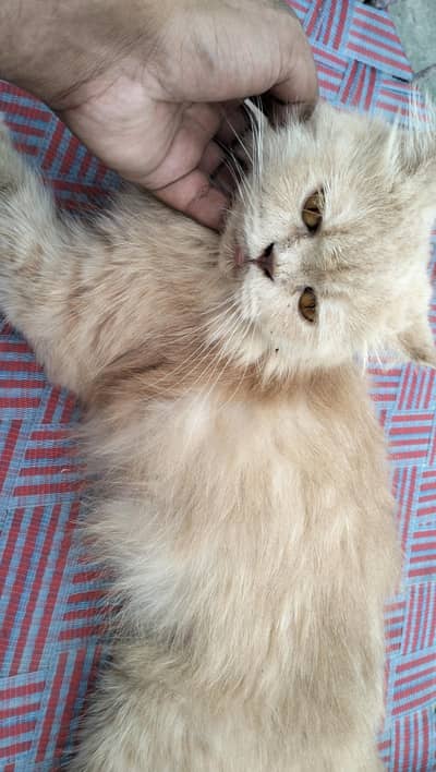 Persian kitten @ Persian cat @ saimese kitten @ cat@ Siamese@ blue ey