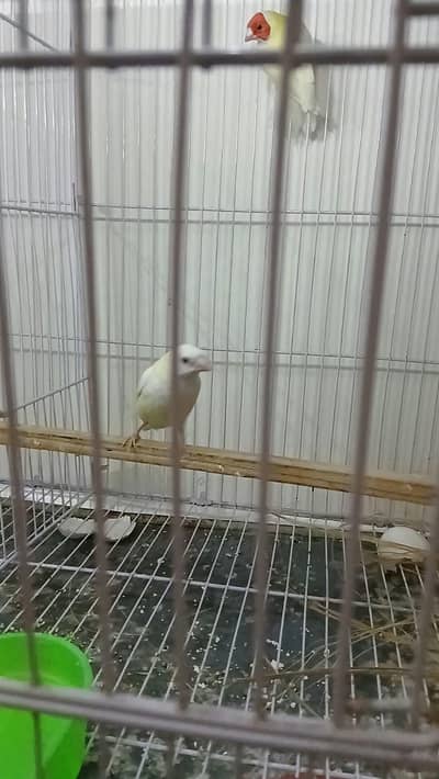lotino Goldian Finch Breeder pair