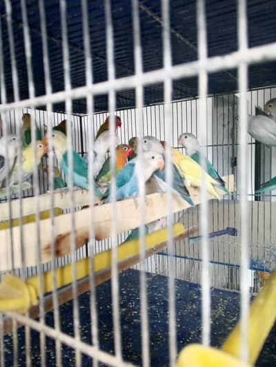 lovebirds variety for sell