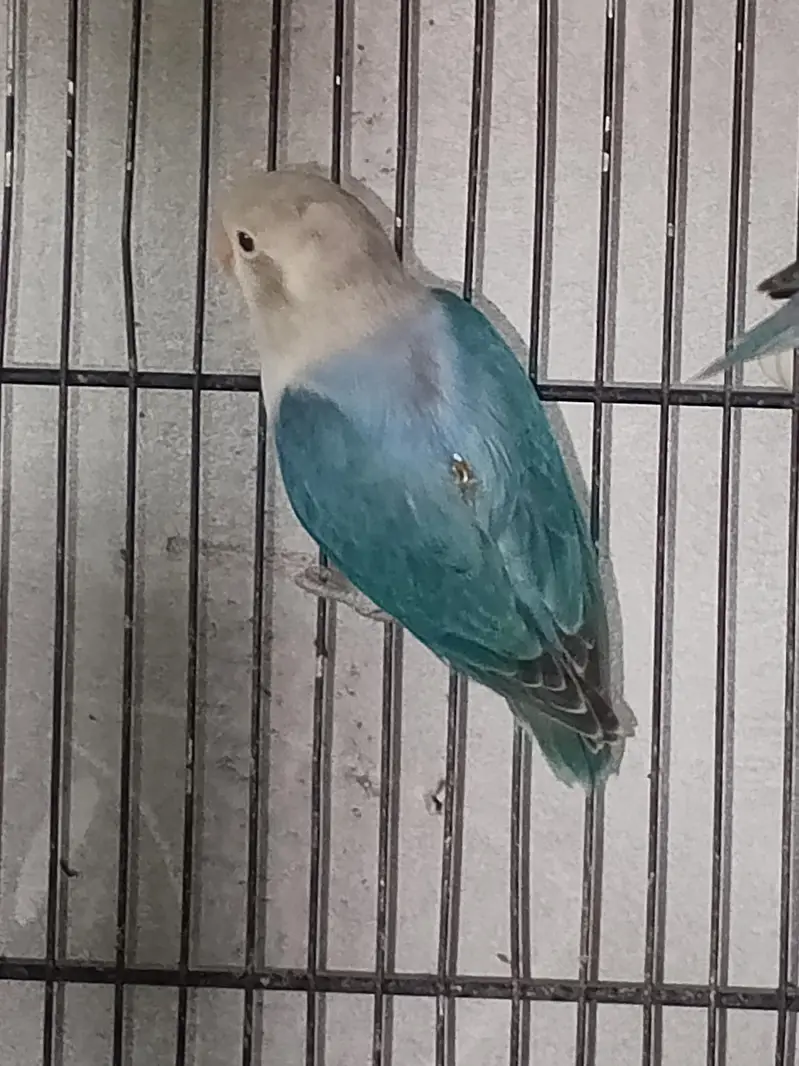 lovebirds variety for sell — photo 2