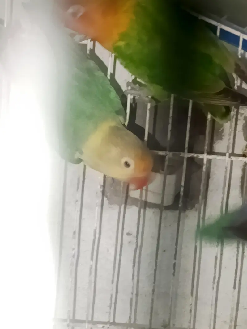 lovebirds variety for sell — photo 3