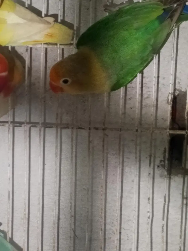 lovebirds variety for sell — photo 4