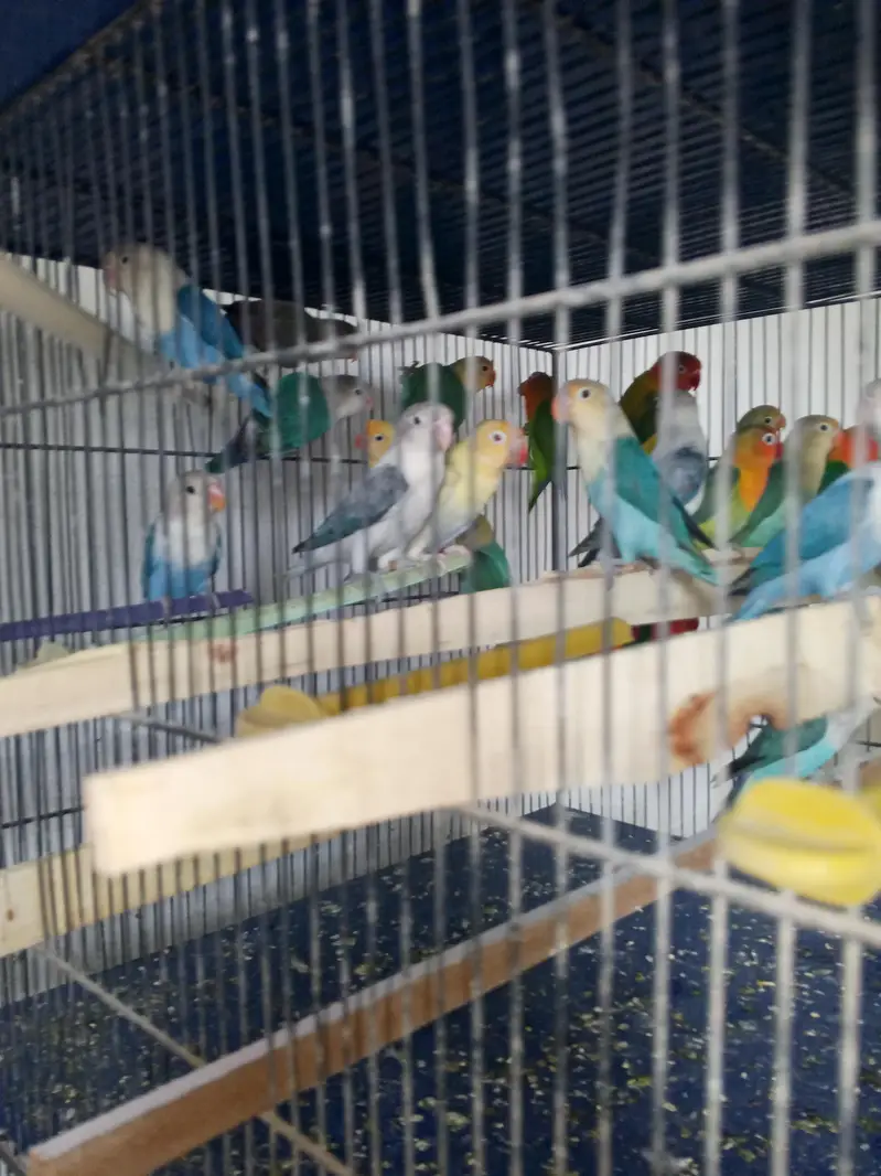 lovebirds variety for sell — photo 5
