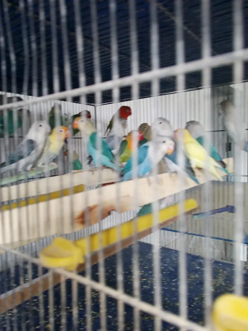 lovebirds variety for sell — photo 6