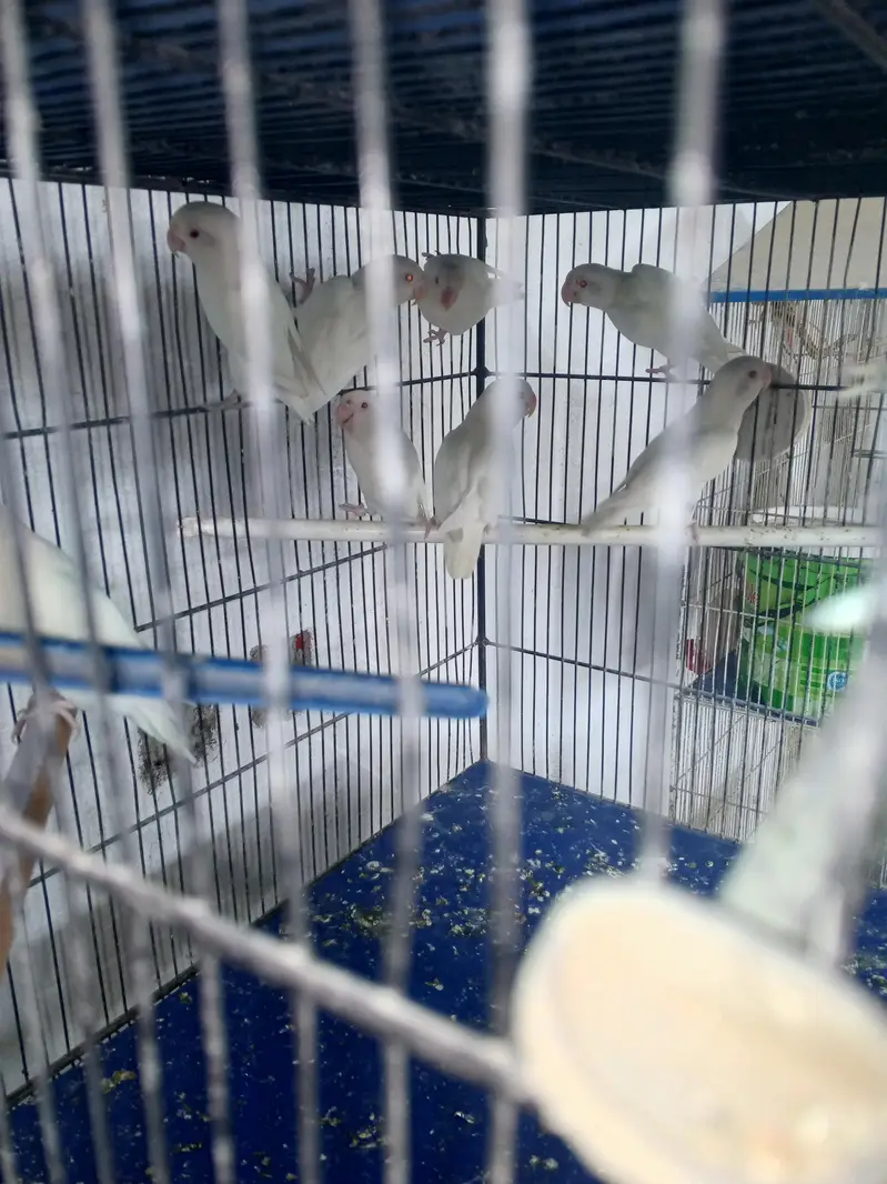 lovebirds variety for sell — photo 7