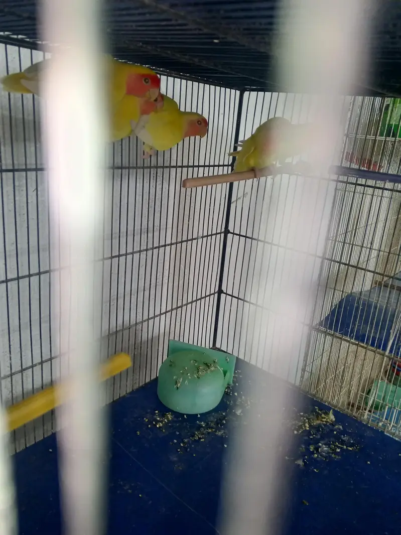 lovebirds variety for sell — photo 8