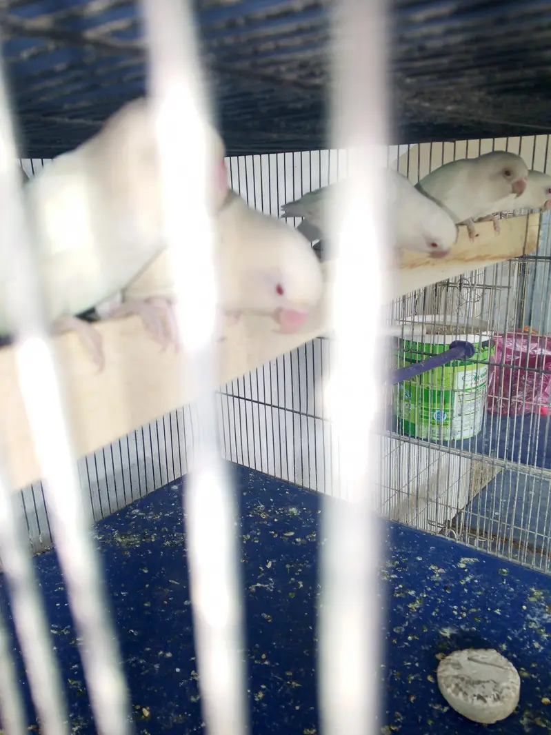 lovebirds variety for sell — photo 9