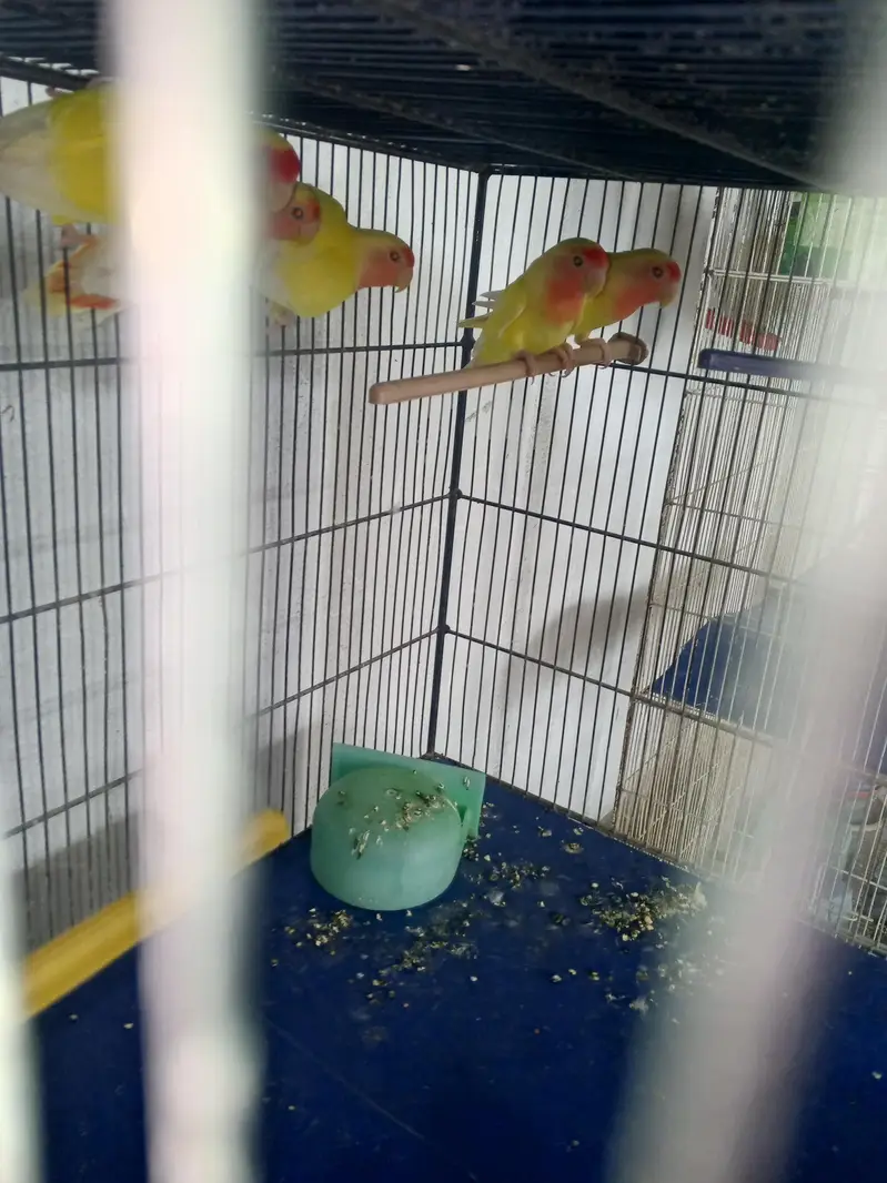 lovebirds variety for sell — photo 10