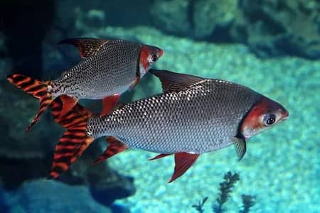 Big size Exotic American Flagtail Fish| Fishes (Challenging price)