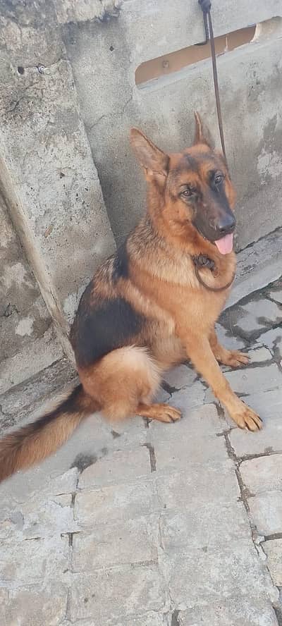 I have sales urgently my dogs