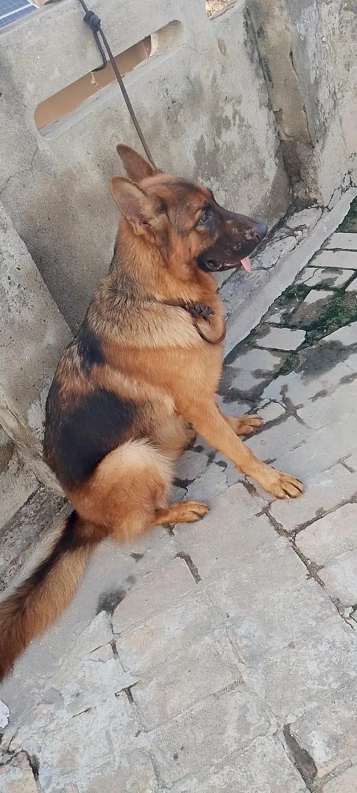 I have sales urgently my dogs — photo 2