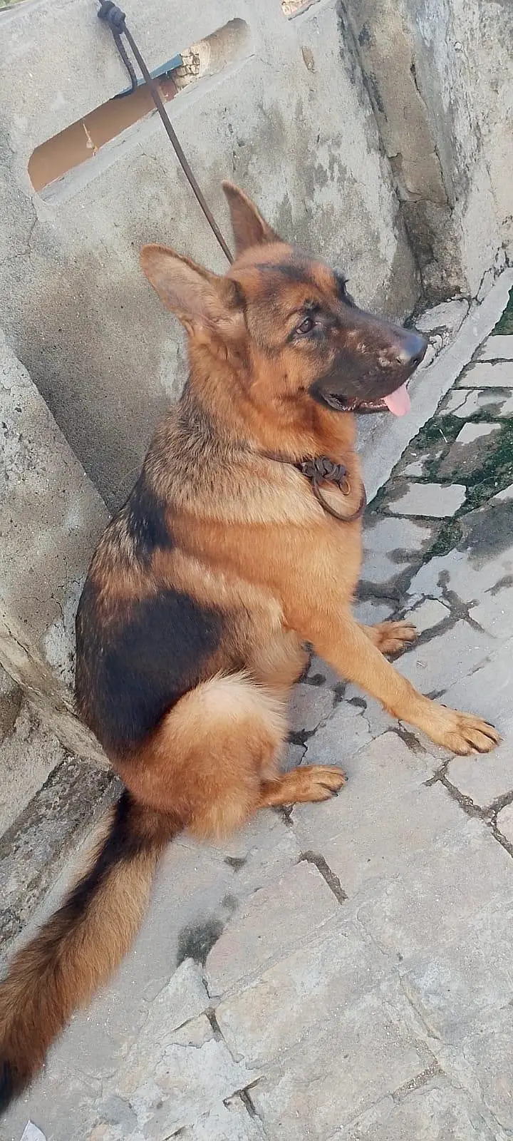 I have sales urgently my dogs — photo 3