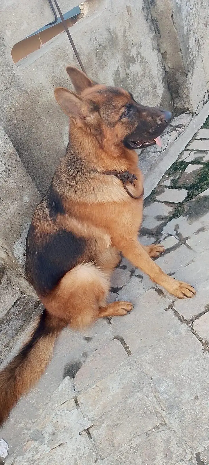 I have sales urgently my dogs — photo 4