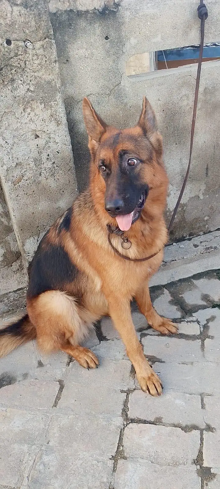 I have sales urgently my dogs — photo 6