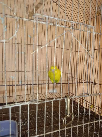 Bajri pair for sale, demand Rs. 700
