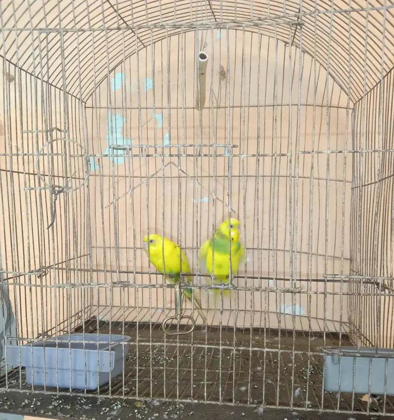 Bajri pair for sale, demand Rs. 700 — photo 2