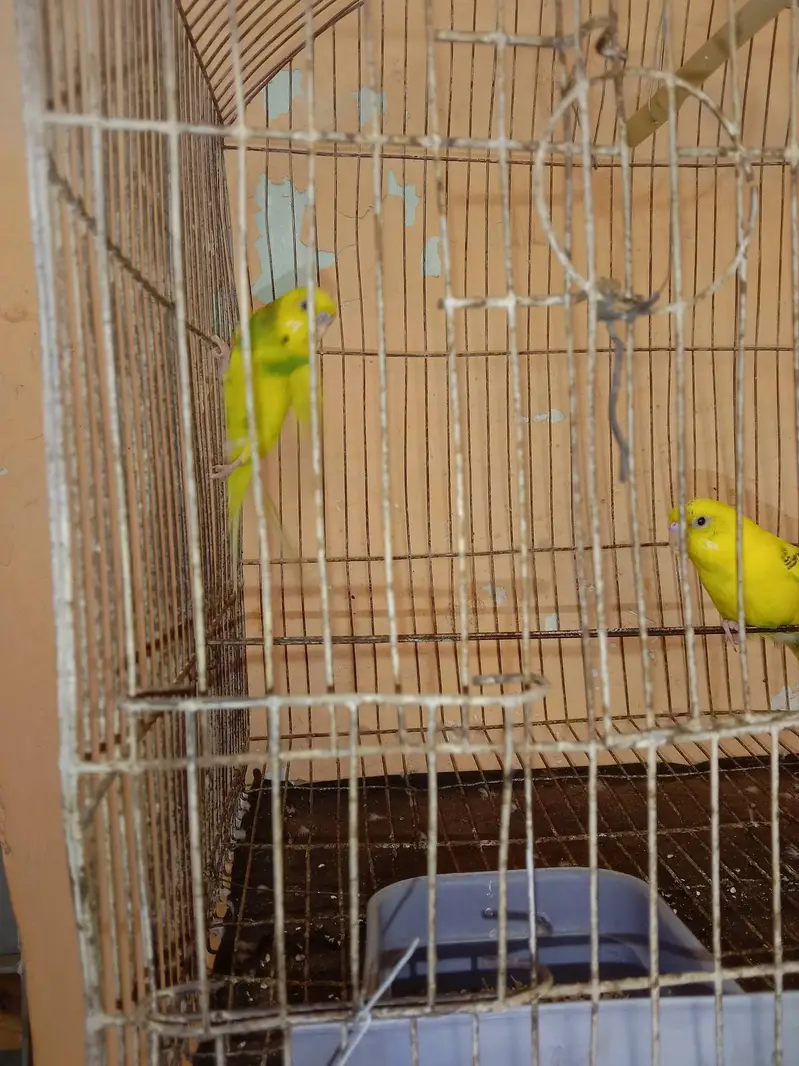 Bajri pair for sale, demand Rs. 700 — photo 3