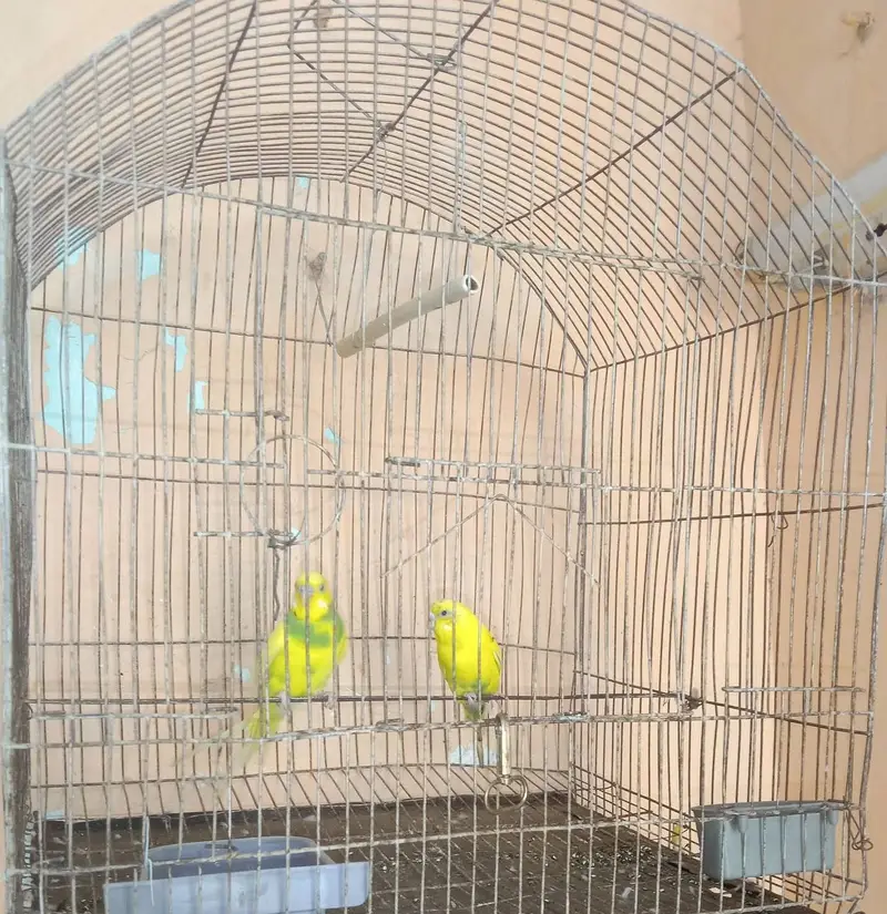 Bajri pair for sale, demand Rs. 700 — photo 4