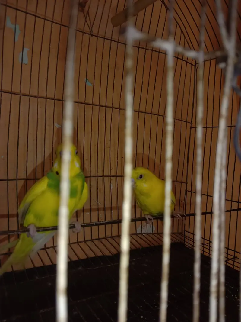 Bajri pair for sale, demand Rs. 700 — photo 5