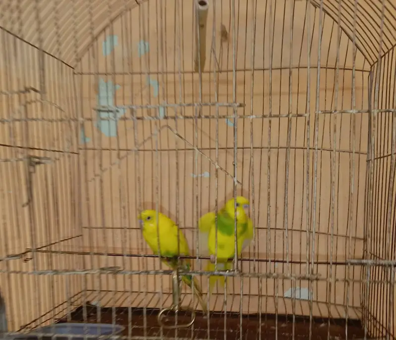 Bajri pair for sale, demand Rs. 700 — photo 7
