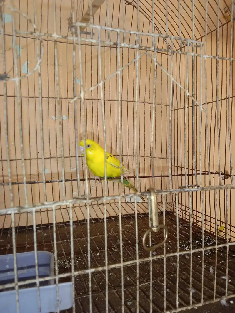 Bajri pair for sale, demand Rs. 700 — photo 9