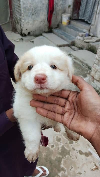 white fluffy puppy for sale -1 month