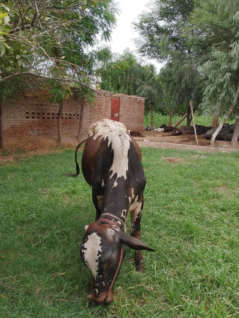 بچھڑا 0