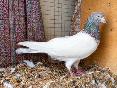 high flyer pigeon