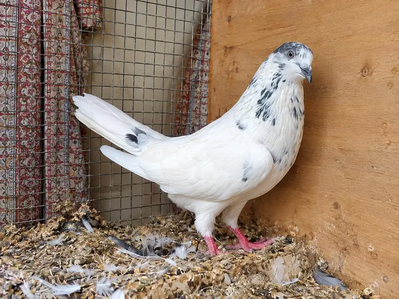 high flyer pigeon — photo 2