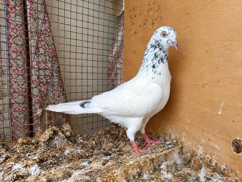 high flyer pigeon — photo 3