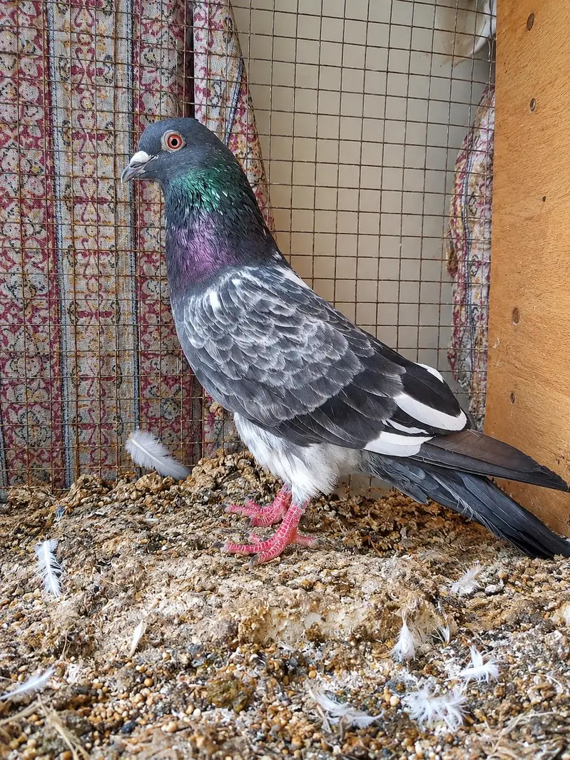 high flyer pigeon — photo 4