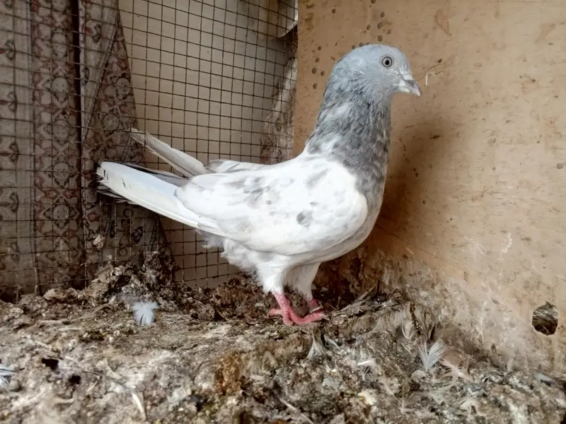 high flyer pigeon — photo 5
